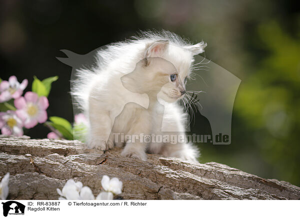 Ragdoll Ktzchen / Ragdoll Kitten / RR-83887
