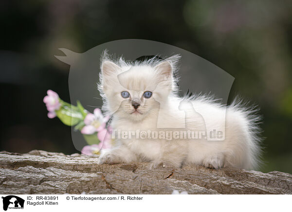 Ragdoll Ktzchen / Ragdoll Kitten / RR-83891