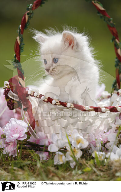 Ragdoll Ktzchen / Ragdoll Kitten / RR-83926