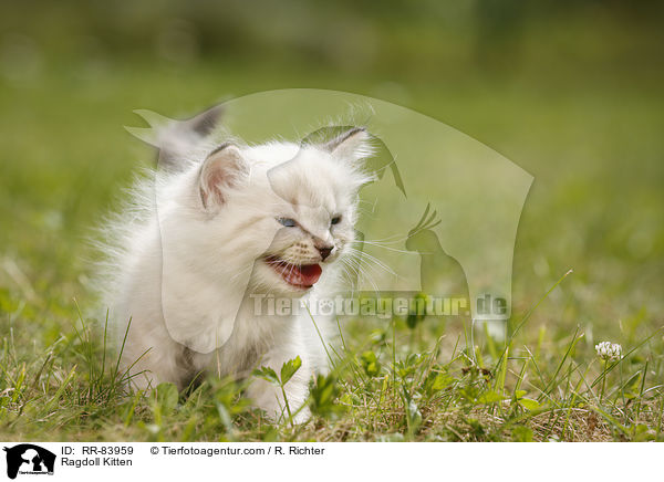 Ragdoll Ktzchen / Ragdoll Kitten / RR-83959
