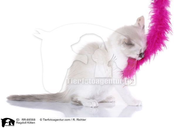 Ragdoll Ktzchen / Ragdoll Kitten / RR-88568