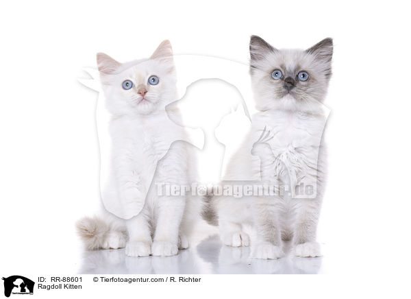 Ragdoll Ktzchen / Ragdoll Kitten / RR-88601