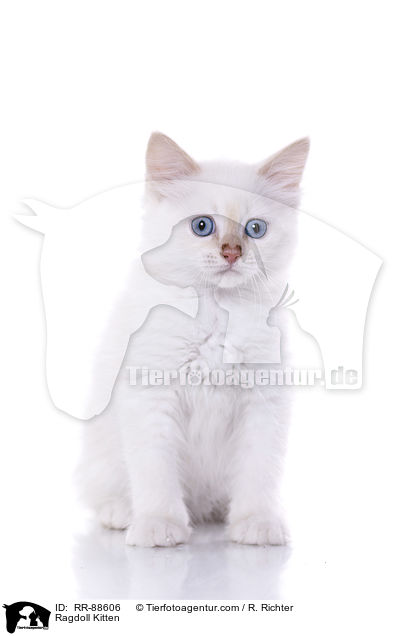 Ragdoll Ktzchen / Ragdoll Kitten / RR-88606