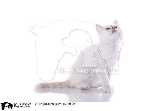 Ragdoll Ktzchen / Ragdoll Kitten / RR-88609