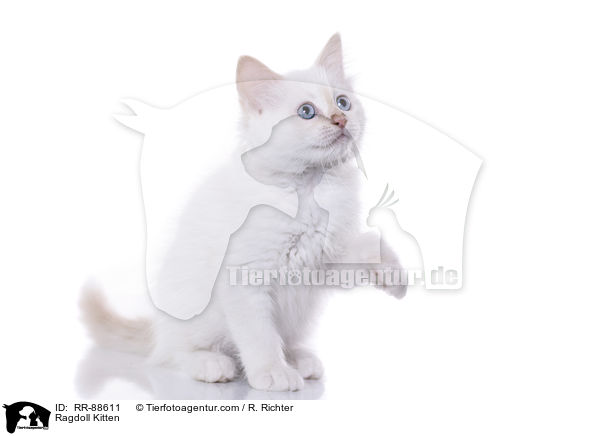 Ragdoll Ktzchen / Ragdoll Kitten / RR-88611