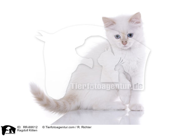 Ragdoll Ktzchen / Ragdoll Kitten / RR-88612