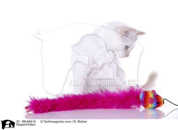 Ragdoll Ktzchen / Ragdoll Kitten / RR-88616