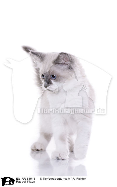 Ragdoll Ktzchen / Ragdoll Kitten / RR-88618