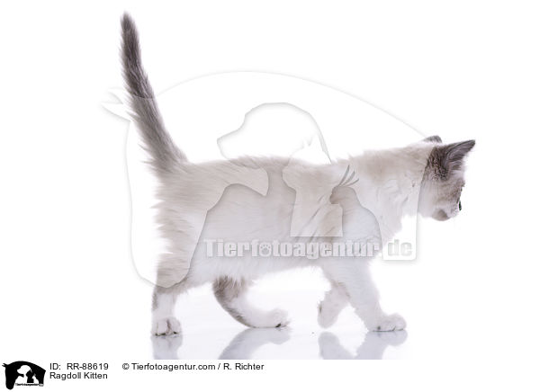 Ragdoll Ktzchen / Ragdoll Kitten / RR-88619