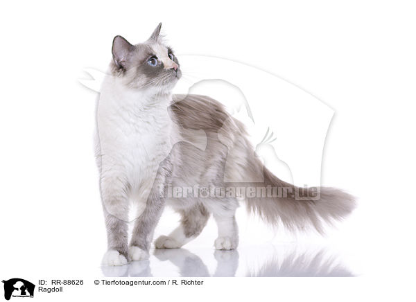 Ragdoll / Ragdoll / RR-88626