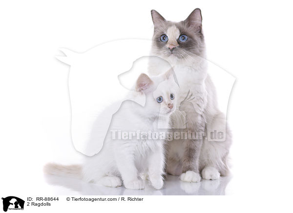 2 Ragdolls / 2 Ragdolls / RR-88644