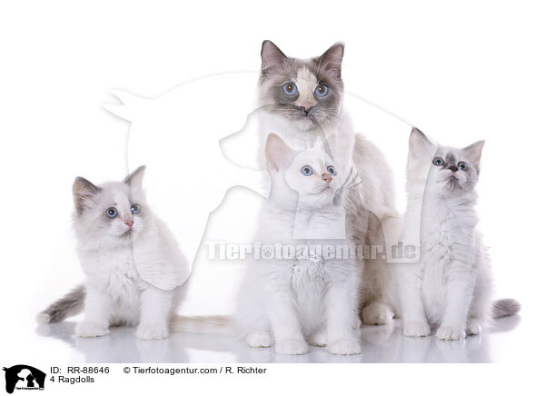 4 Ragdolls / RR-88646