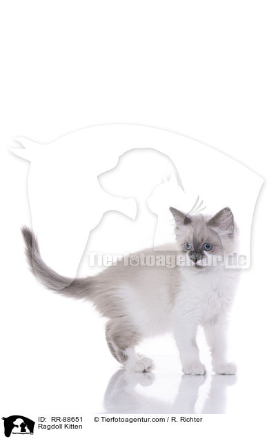 Ragdoll Ktzchen / Ragdoll Kitten / RR-88651