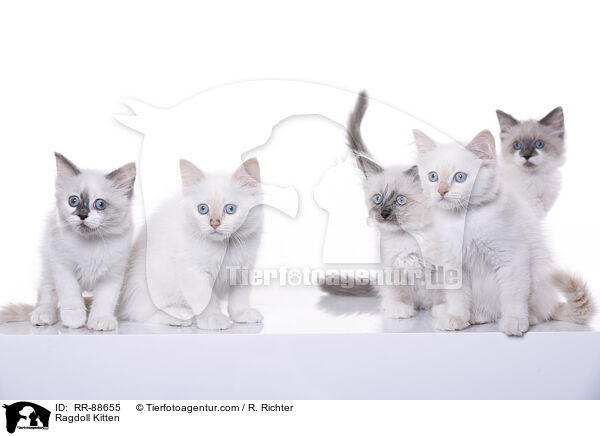Ragdoll Ktzchen / Ragdoll Kitten / RR-88655