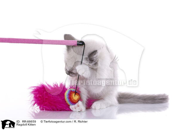 Ragdoll Ktzchen / Ragdoll Kitten / RR-88659