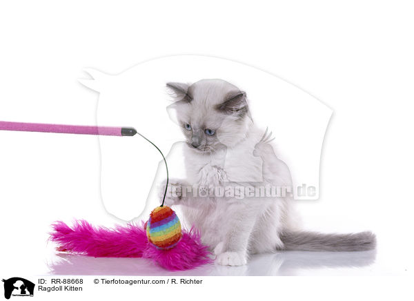 Ragdoll Ktzchen / Ragdoll Kitten / RR-88668