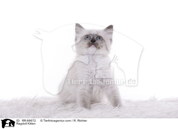 Ragdoll Ktzchen / Ragdoll Kitten / RR-88672
