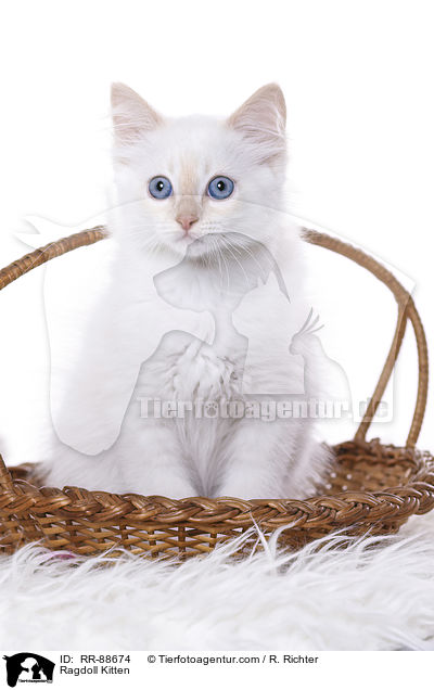 Ragdoll Ktzchen / Ragdoll Kitten / RR-88674