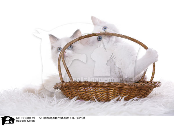 Ragdoll Ktzchen / Ragdoll Kitten / RR-88679