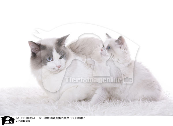 2 Ragdolls / 2 Ragdolls / RR-88693