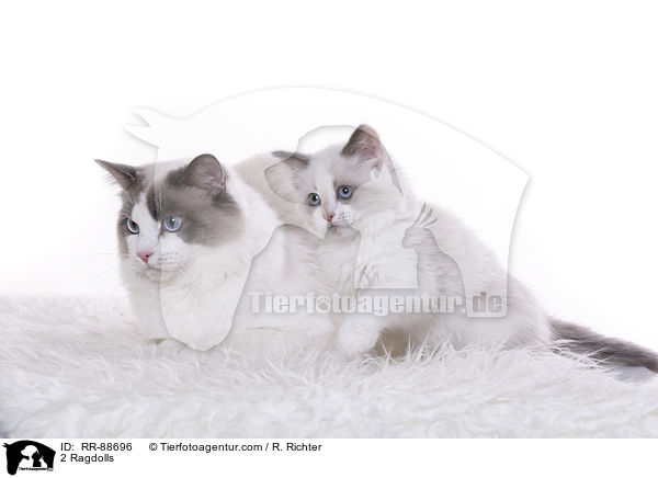 2 Ragdolls / 2 Ragdolls / RR-88696