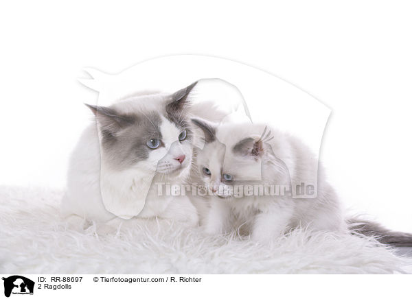 2 Ragdolls / 2 Ragdolls / RR-88697