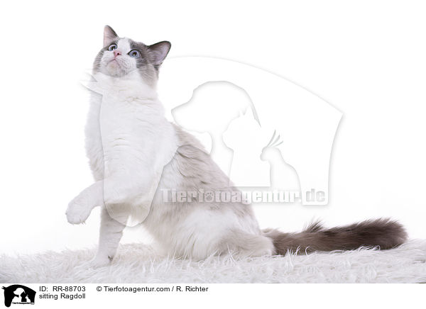 sitzende Ragdoll / sitting Ragdoll / RR-88703