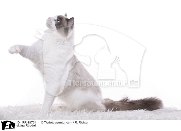 sitzende Ragdoll / sitting Ragdoll / RR-88704