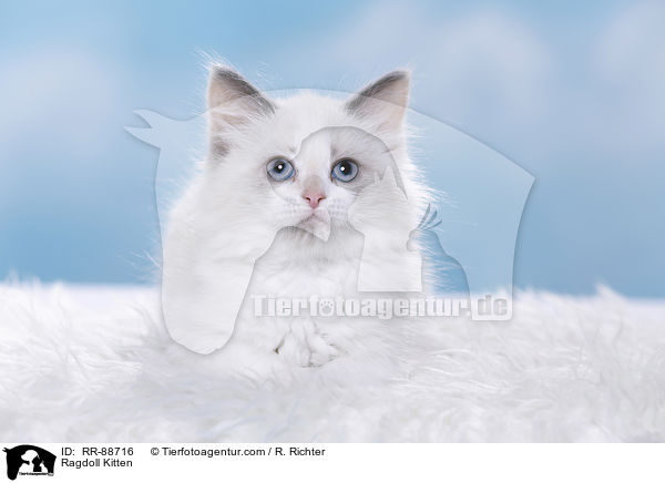 Ragdoll Ktzchen / Ragdoll Kitten / RR-88716