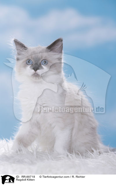 Ragdoll Ktzchen / Ragdoll Kitten / RR-88718