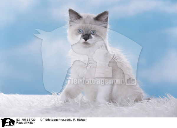 Ragdoll Ktzchen / Ragdoll Kitten / RR-88720