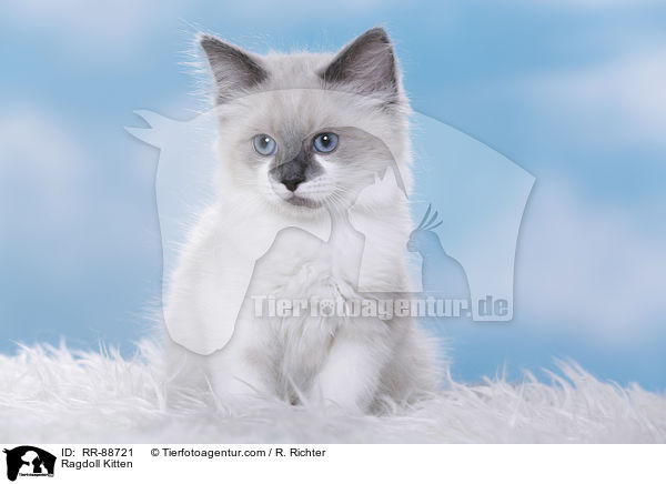 Ragdoll Ktzchen / Ragdoll Kitten / RR-88721