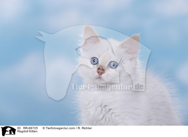 Ragdoll Ktzchen / Ragdoll Kitten / RR-88725