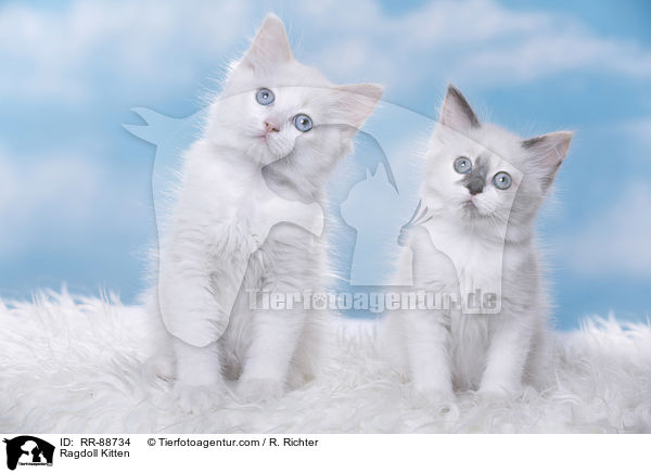 Ragdoll Ktzchen / Ragdoll Kitten / RR-88734