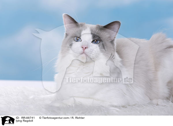 liegende Ragdoll / lying Ragdoll / RR-88741