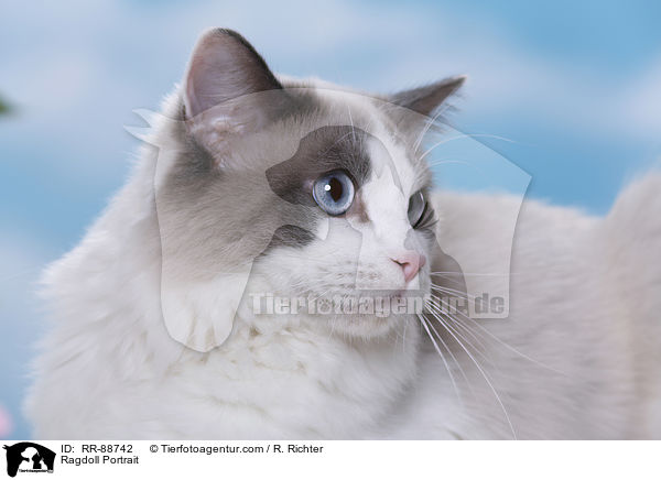 Ragdoll Portrait / Ragdoll Portrait / RR-88742