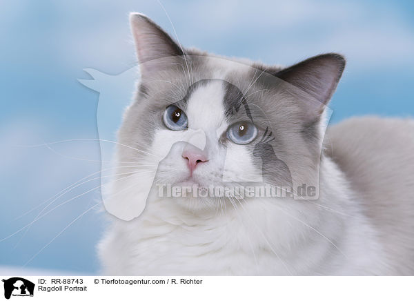 Ragdoll Portrait / Ragdoll Portrait / RR-88743