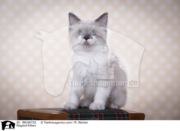 Ragdoll Ktzchen / Ragdoll Kitten / RR-88752