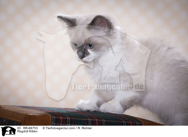 Ragdoll Ktzchen / Ragdoll Kitten / RR-88753
