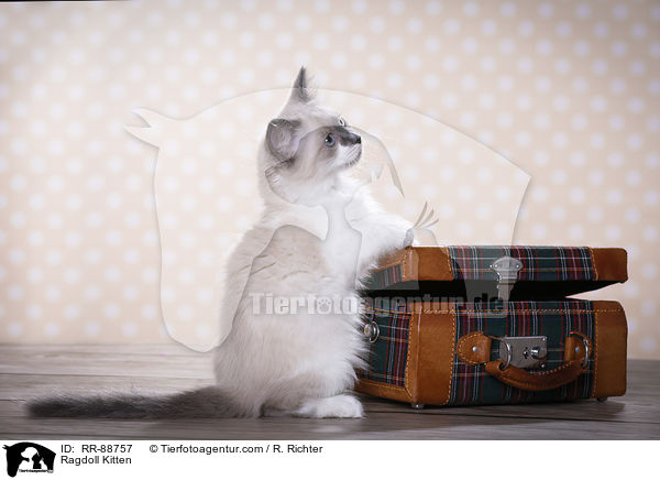 Ragdoll Ktzchen / Ragdoll Kitten / RR-88757