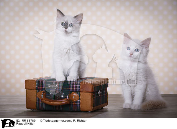 Ragdoll Ktzchen / Ragdoll Kitten / RR-88789