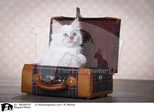 Ragdoll Ktzchen / Ragdoll Kitten / RR-88797