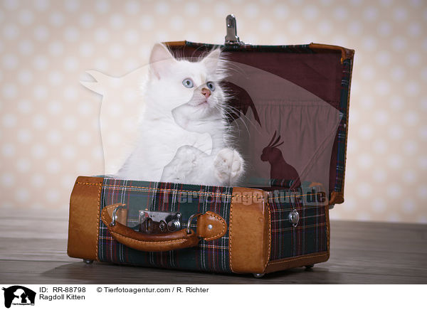 Ragdoll Ktzchen / Ragdoll Kitten / RR-88798