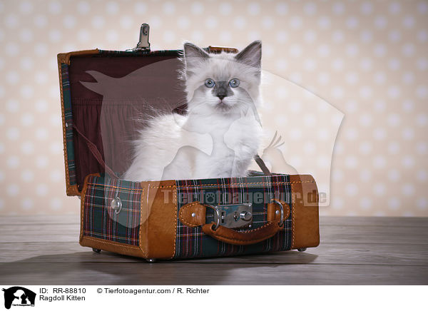 Ragdoll Ktzchen / Ragdoll Kitten / RR-88810