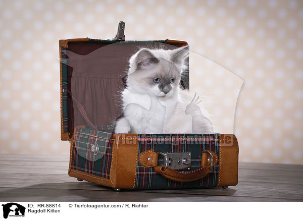 Ragdoll Ktzchen / Ragdoll Kitten / RR-88814