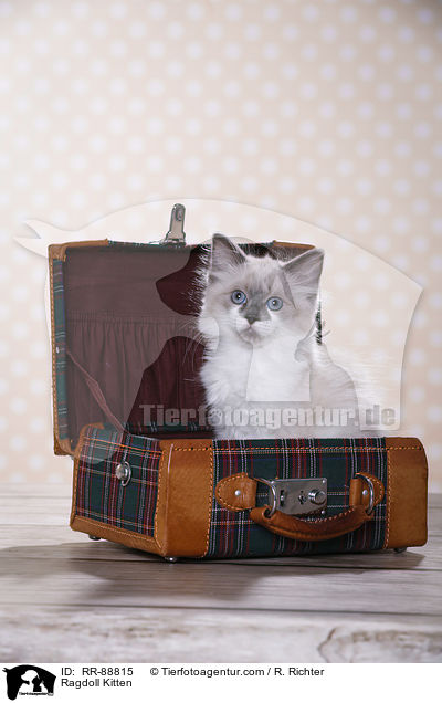 Ragdoll Ktzchen / Ragdoll Kitten / RR-88815