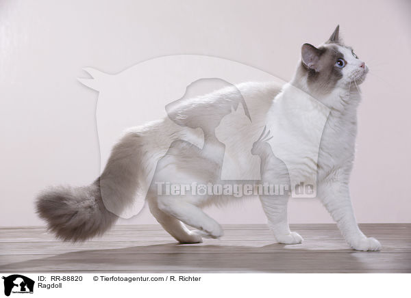 Ragdoll / Ragdoll / RR-88820