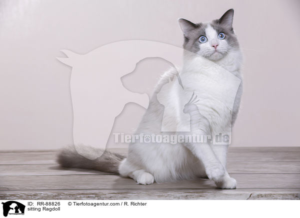 sitzende Ragdoll / sitting Ragdoll / RR-88826