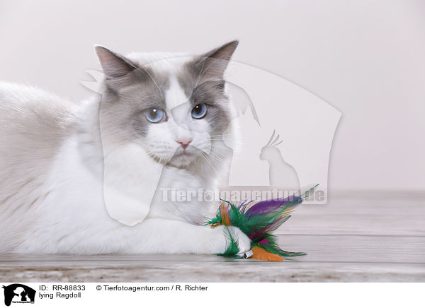 liegende Ragdoll / lying Ragdoll / RR-88833