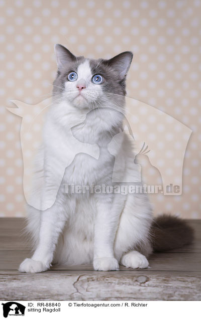 sitzende Ragdoll / sitting Ragdoll / RR-88840